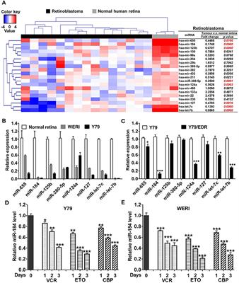 Tumor Suppressor miR-184 Enhances Chemosensitivity by Directly Inhibiting SLC7A5 in Retinoblastoma
